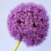 Allium